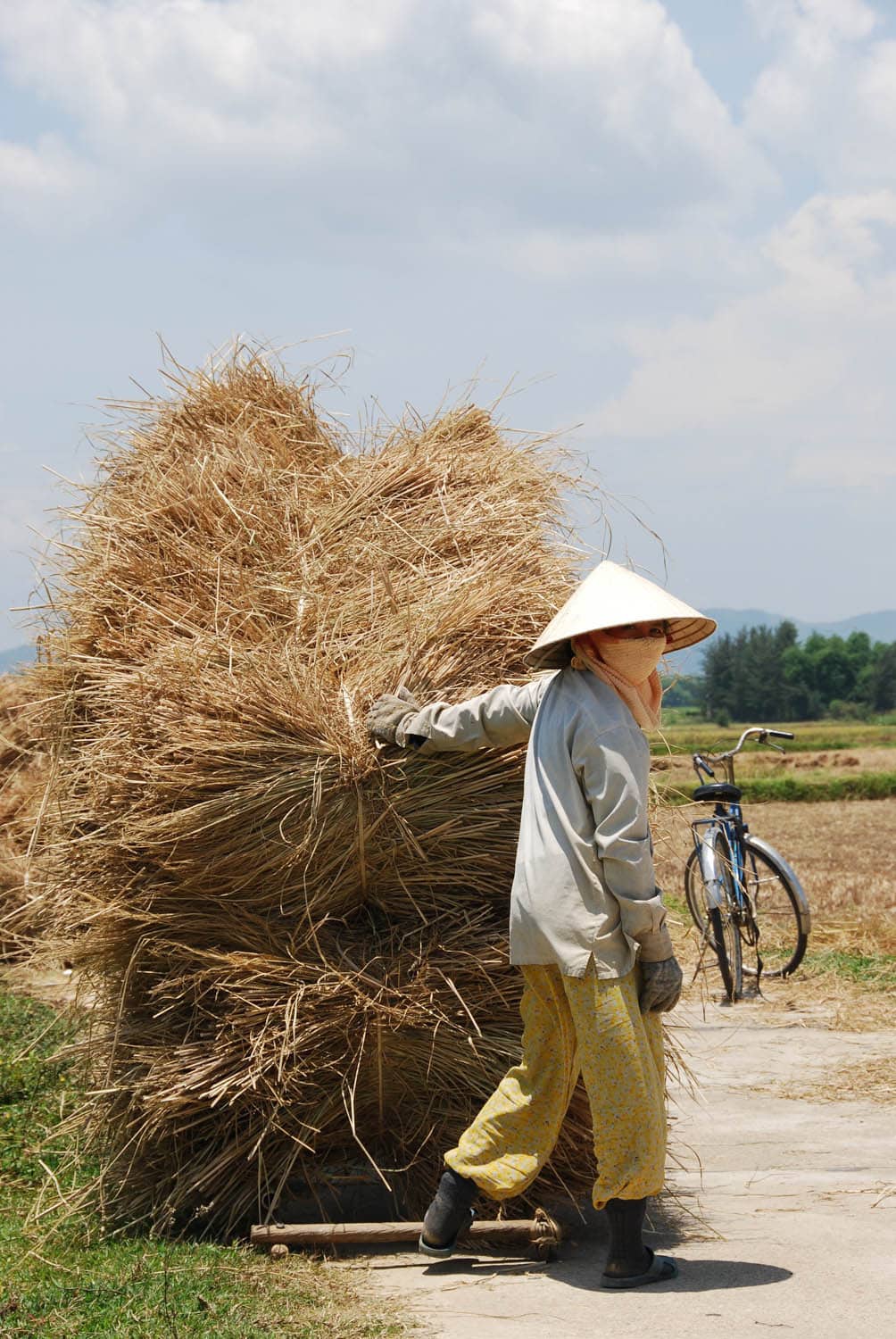 Récolte du riz au sud du pays