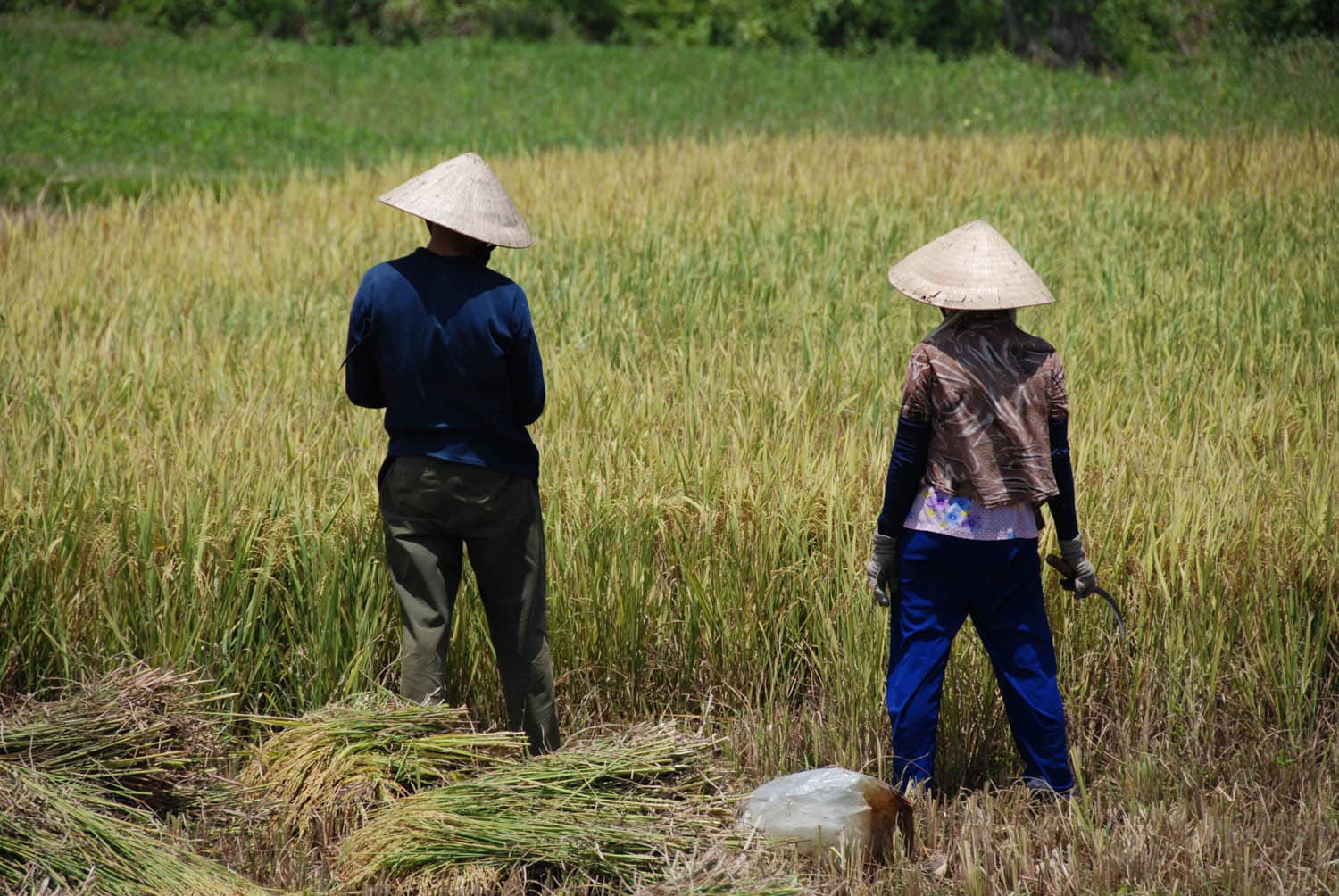 Récolte du riz sous le soleil très chaud