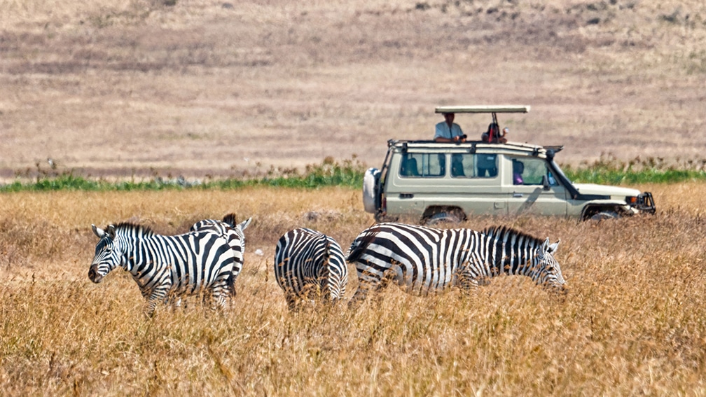 Tourists wathing zebras eating